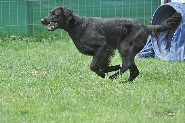 Whispering Wind Agility-Seminar 2011 - Neil in Action